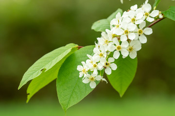 Branch with white flowers in the garden
