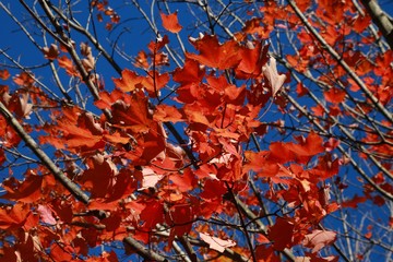 Red Leaves on Tree Branches Bathed in the Afternoon Sun against a Clear Blue Sky