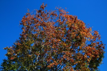 Trees with Leaves Changing Color from Green to Orange Bathing in the Morning Sun against a Clear Blue Sky in Burke, Virginia