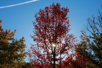 Trees with Leaves Changing Color from Green to Red Backlit by the Morning Sun Gleaming Through against a Clear Blue Sky in Burke, Virginia
