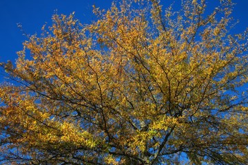 Fototapeta premium Trees with Leaves Changing Color from Green to Orange Bathing in the Afternoon Sun against a Clear Blue Sky in Burke, Virginia