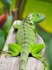 Iguana iguana - Iguana dai tubercoli