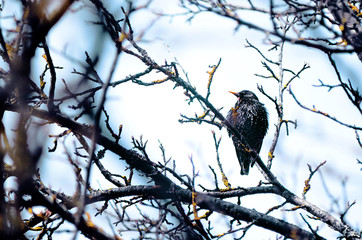 A Starling sitting on a branch. Bird in the wild. Bird sitting on a branch. Wildlife