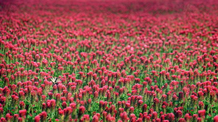 Red clover field flowers landscape with butterfly background