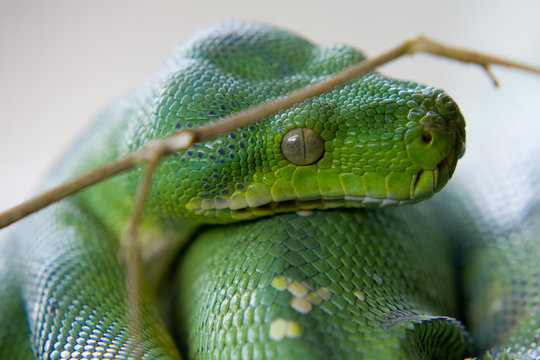 Morelia viridis - Pitone verde