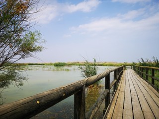 camino de madera en el pantano