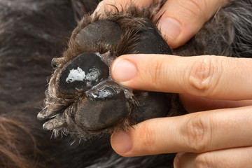 hands smearing salve to the paw of dog