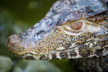 Paleosuchus palpebrosus - Caimano di Cuvier