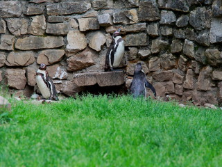 Penguins at the zoo