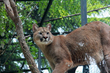 A cougar in the zoo