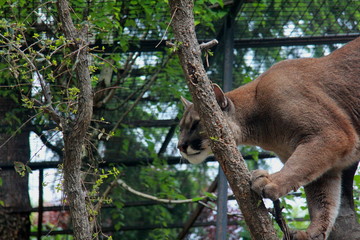 Fototapeta na wymiar A cougar in the zoo