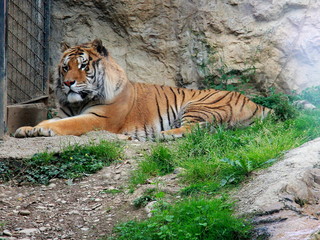 The tiger take a break