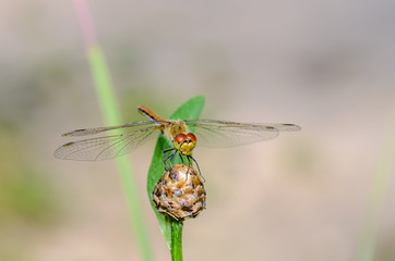 Dragonfly with red eyes sits on flower bud
