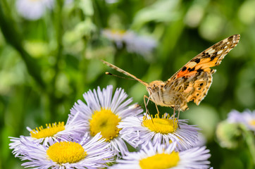 Butterfly vanessa cardui collects nectar