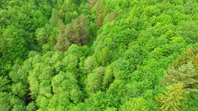 Aerial view above treetops. Summer mixed forest in the middle of Europe. 