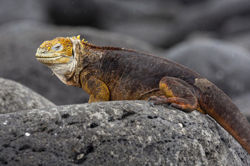 Galapagos Land Lguana (Conolophus subcristatus) in Galapagos Isl