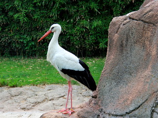Stork at the zoo