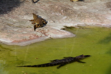 Alligators at the zoo