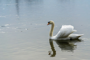 Swan in lake