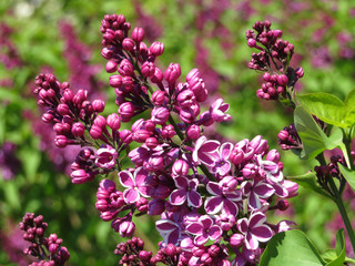 Fototapeta na wymiar Lilac flowers closeup. Spring blossom background