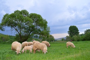 sheep and lambs in the meadow
