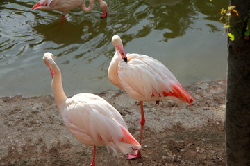 Flamingos in the zoo
