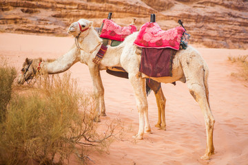 The camels in Wadi Rum desert, Jordan.