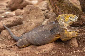 Galapagos Land Lguana (Conolophus subcristatus) in Galapagos Isl