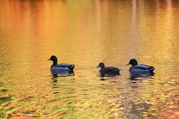 Three Ducks in the Morning with Water Reflecting Trees in the Background Leaves Changing Color in Burke Lake Park, Virginia
