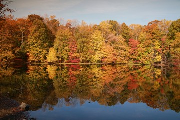 Fototapeta premium Trees with Leaves Changing Color Reflected in Calm Lake in the Morning Sun in Burke, Virginia in October