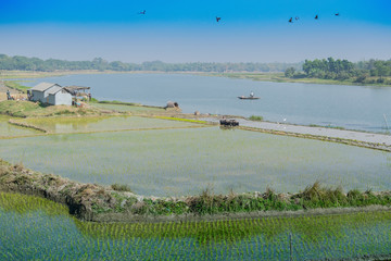 Rural landscape of India