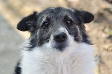 A sad-looking street dog with folded ears looks at the camera