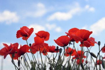 Beautiful Red poppies in field 