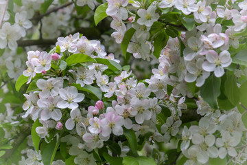 Blühender Zierapfel (Malus spec.)