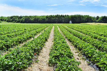 Strawberry nursery in May