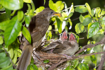 Hungry baby birds streak-eared bulbul or pycnonotus conradi in forest nature © Sutprattana Studio