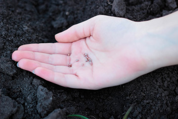Round seeds in hand