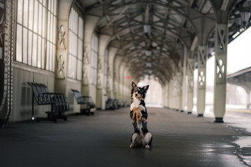 dog at the train station. Traveling with the pet, adventure