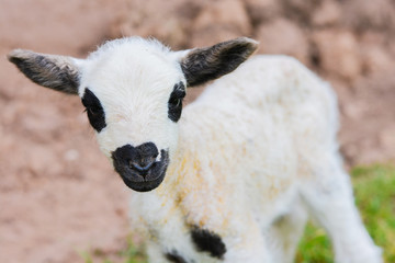 Cute newborn lamb outside.