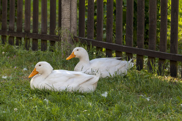 two ducks in the green yard