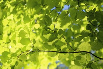 Fototapeta na wymiar Lichtspiel in den Blättern