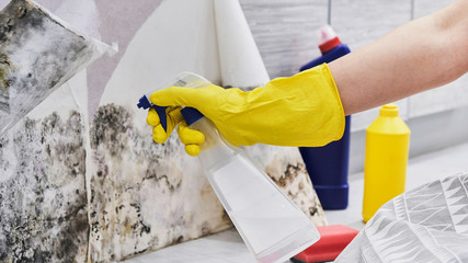 Housekeeper's Hand With Glove Cleaning Mold From Wall With Sponge And Spray Bottle