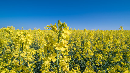 Obraz premium Flowering oilseed rape in spring landscape. Brassica napus. Close-up of beautiful colza plant with blooms and buds on a background from golden floral field and azure blue sky. Selective focus.