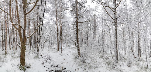 Winter in the forest 9
