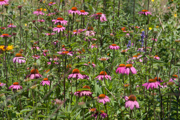 Purple Coneflower
