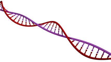 Dna, elica di Dna, acido desossiribonucleico è un acido nucleico che contiene le informazioni genetiche indispensabili per lo sviluppo ed il corretto funzionamento degli organismi viventi
