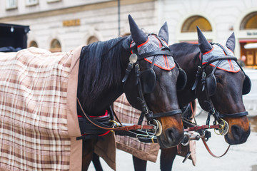 Obraz premium Horse-driven carriage wagon at the street in Vienna, Austria