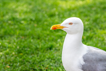 Closeup head portrait of a seagull bird with copy space for text.