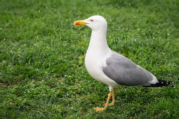 Seagull on the grass in the park