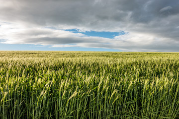 Getreideanbau im Frühjahr